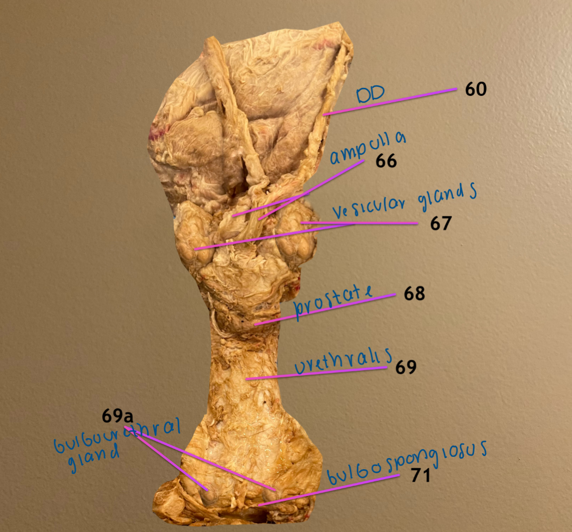 <ol start="68"><li><p>prostate</p></li></ol><ol start="69"><li><p>urethralis m.: covers pelvic part of urethra </p></li></ol><p>69a. bulbourethral gland: covered by bulbospongiosus m.</p><p>.</p><p>note: these are labeled cran to cd</p>