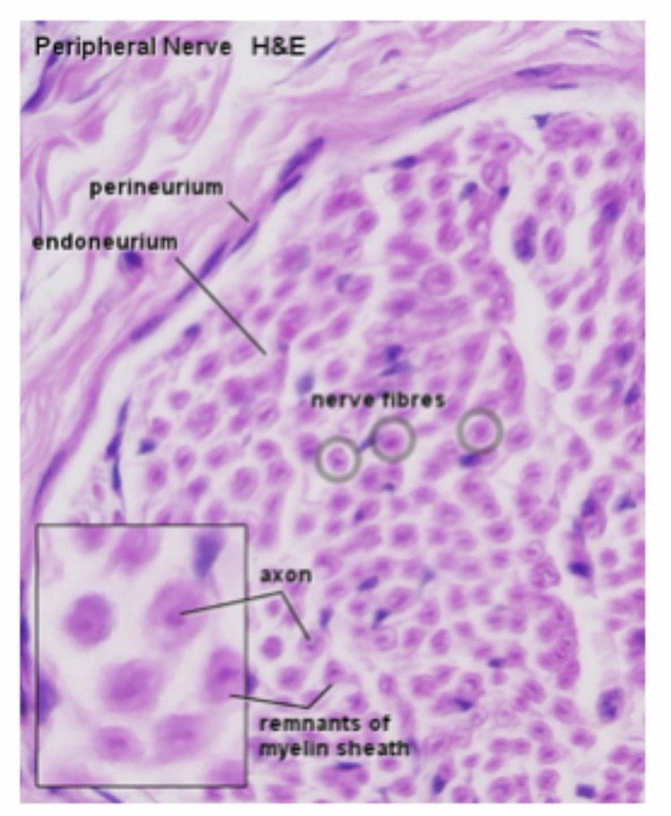 <p>Myeline sheath : Function : Insulates the axon and increases the speed of nerve impulse conduction.</p>