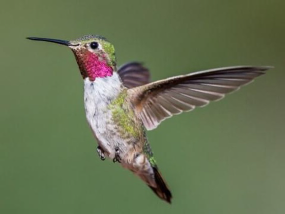 <p>Species, family, order?</p>