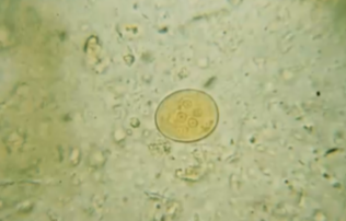 <p><span style="background-color: rgba(0, 0, 0, 0); line-height: 19.7625px;">What is the species in this photo and WHY?</span></p>