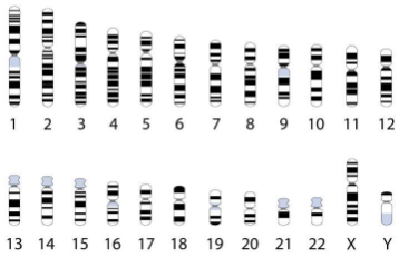 <ul><li><p>Genes are linear order along chromosomes</p></li><li><p>Genes physically close remain together</p></li><li><p>Physical organization influences inheritance</p></li></ul><p></p>
