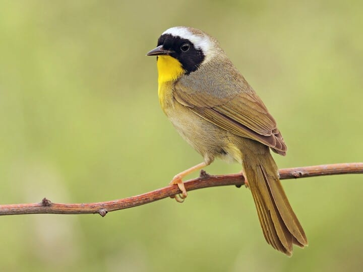 <p>common yellowthroat </p><p>yellow throat<br>black mask w/ white upper margin </p>