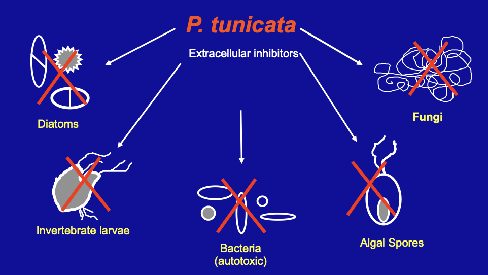 <p><span>produces a range of<strong> target-specific</strong> <strong>extracellular inhibitory</strong> compounds</span></p>