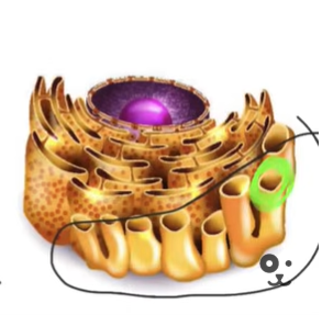 term image