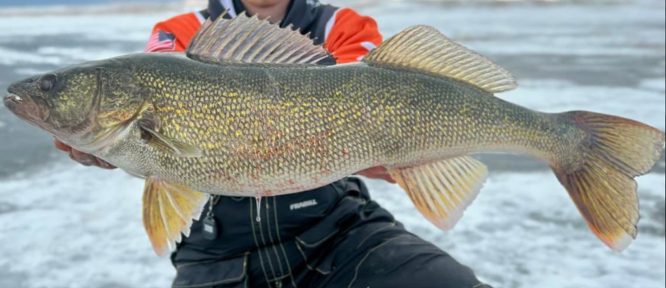 <p>Walleye</p>