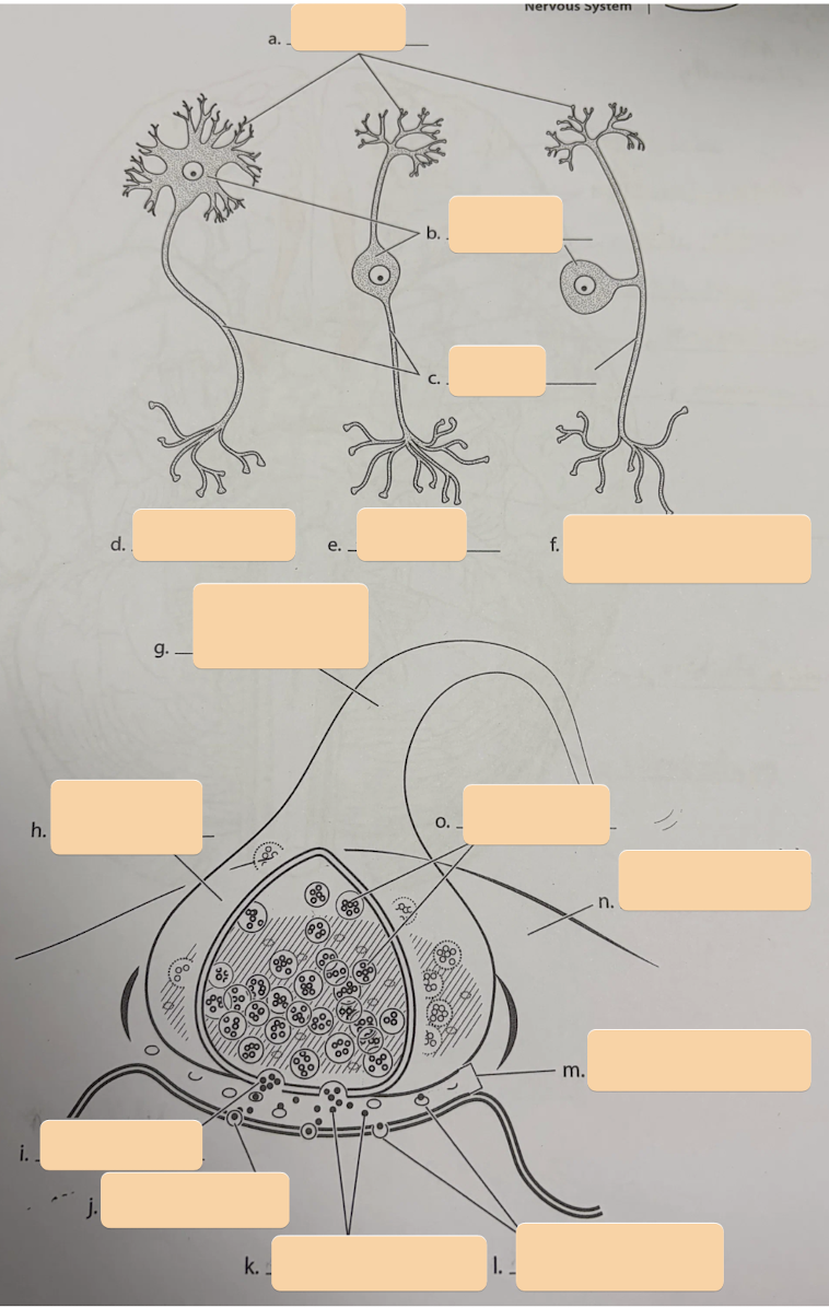 <p>Structure G</p>