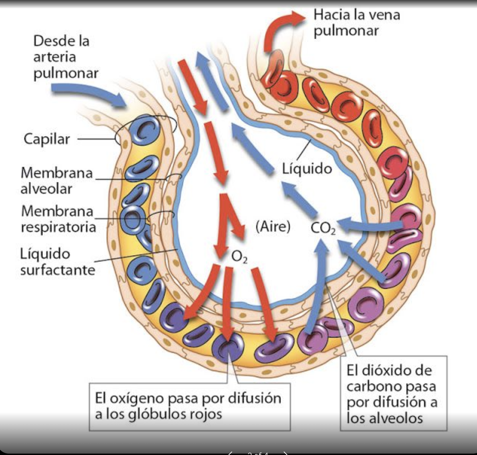 <p>Celulas alveolares, membrana basal epitelial, membrana basal capilar, endotelio capilar </p>