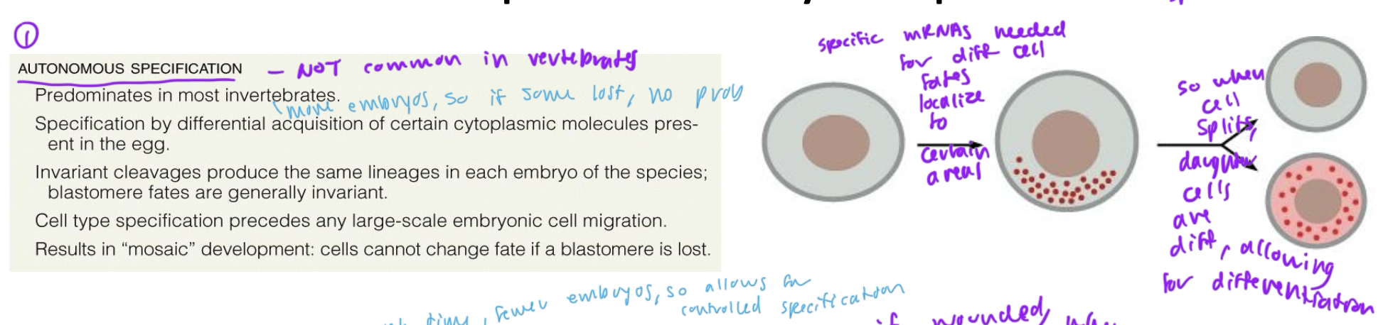 <ul><li><p>uncommon in vertebrates, common in invertebrates</p></li><li><p>invertebrates usually produce many more embryos that have shorter lifespans, and autonomous specification is much more rapid</p></li><li><p>when specific mRNAs needed for diff cell fates localize to a certain area on a cell</p></li><li><p>so when that cell divides during mitosis, its two daughter cells are non-identical, leading to differentiation</p></li></ul><p></p>