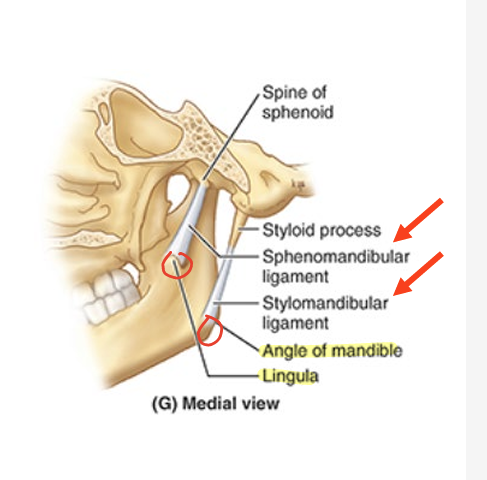 <ul><li><p>lat ligament = thickened part of joint capsule</p></li><li><p>2 extrinsic ligaments = connect mandible to cranium</p><ul><li><p>stylomandibular lig = from styloid process to angle of mandible</p></li><li><p>sphenomandibular ligament = from spine of sphenoid to lingula of mandible</p></li></ul></li></ul><p></p>