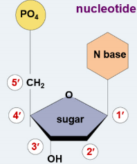 <p>Deoxyribose has 5 Carbon atoms, which are numbered clockwise</p>