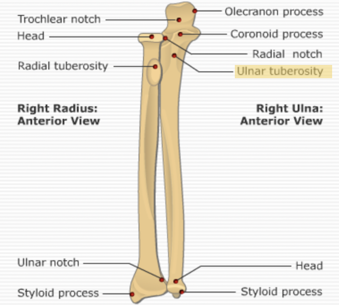 <p><span>Immediately inferior to the coronoid process.</span></p>