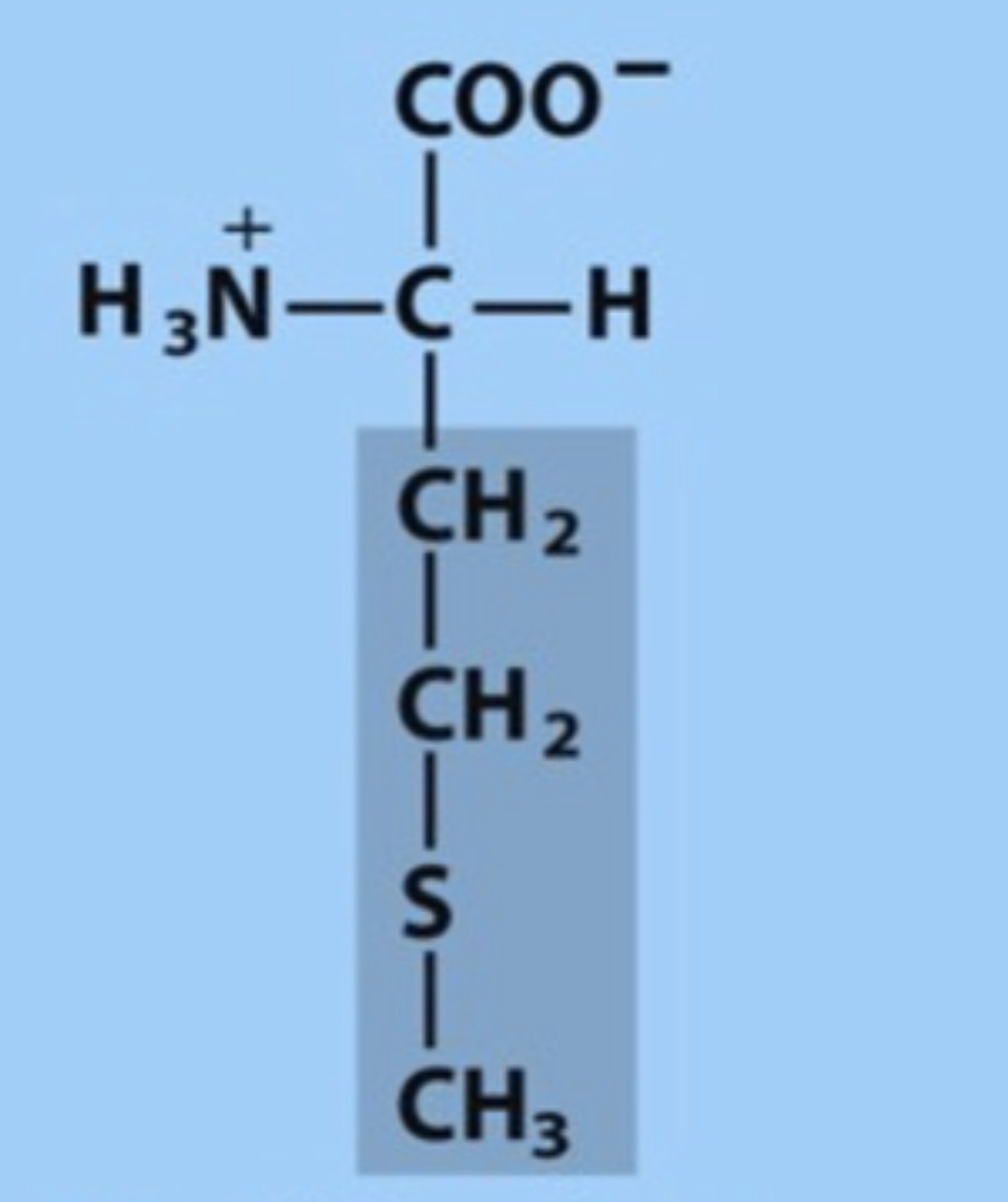 <p>Name the amino acid in figure</p>