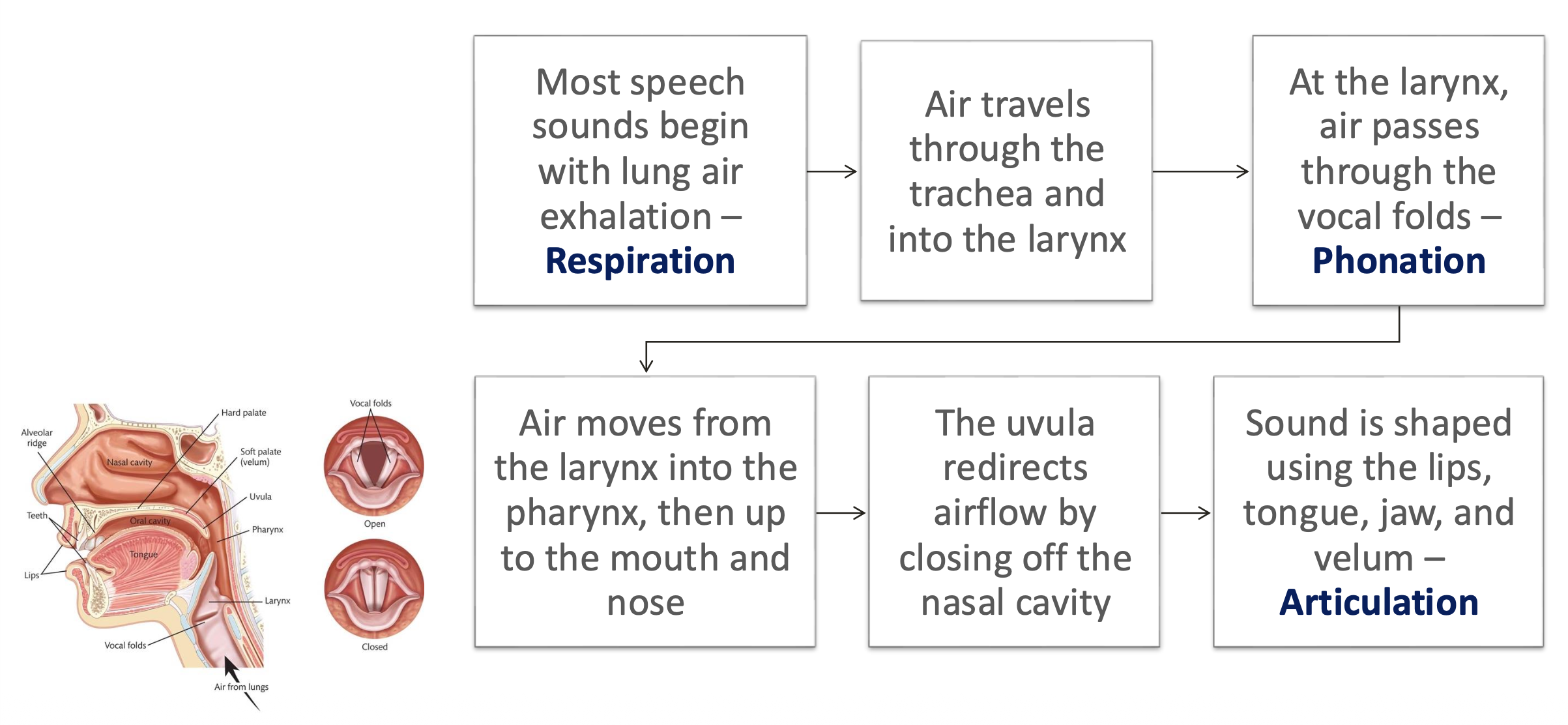 <p>850 distinct speech sounds.</p>