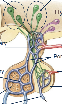 <p>From nerves which send their messanger hormones in through a primary capillary, which links up via a portal vein to a secondary capillary system within the target site. </p>