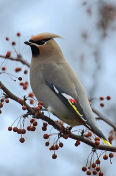 <p>Order: Passeriformes<br>Family: Bombycillidae</p>
