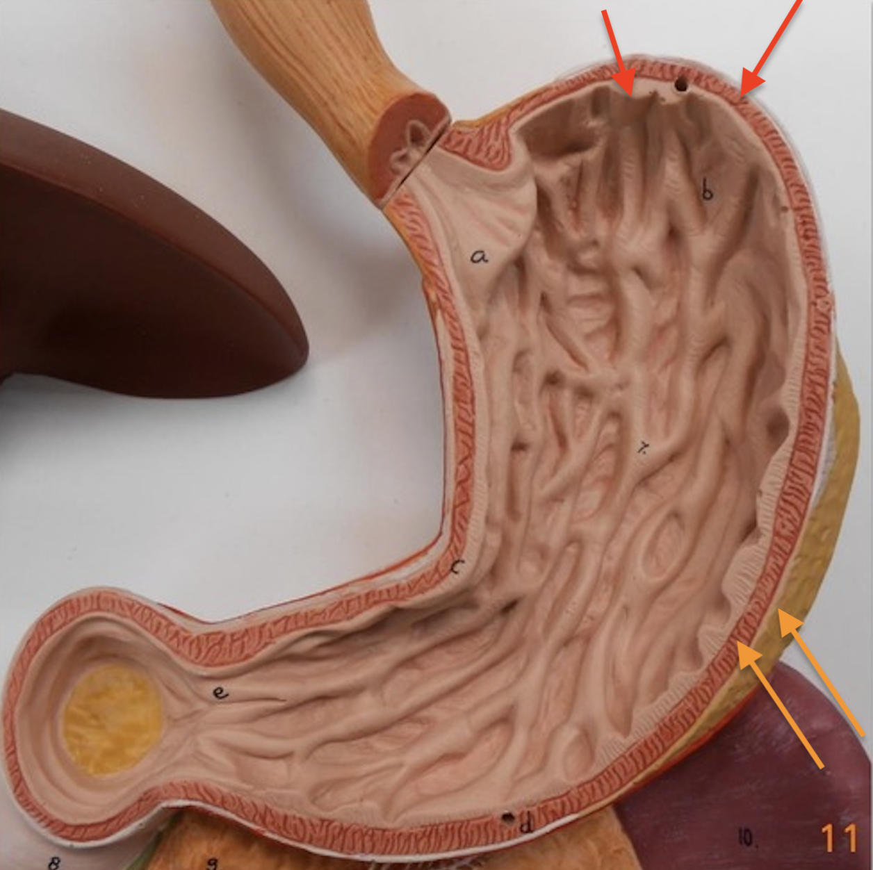 <p><span data-name="red_circle" data-type="emoji">🔴</span> &amp; <span data-name="orange_circle" data-type="emoji">🟠</span>: Identify these regions</p>