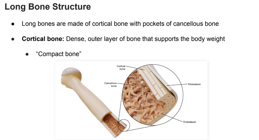 <p><strong>Pockets of cancellous bone</strong></p><ul><li><p>google def: “honeycombed tissue found at ends of long bones”</p></li></ul><p></p>