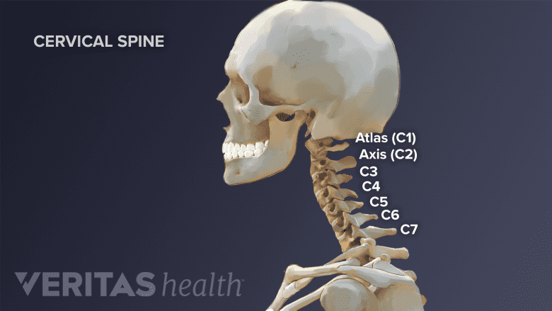 <p>7 vertebrae: C1-C7</p><p>C1 and C2 include the atlas and axis and they are unique. </p><p>C3-C7 are similar </p>