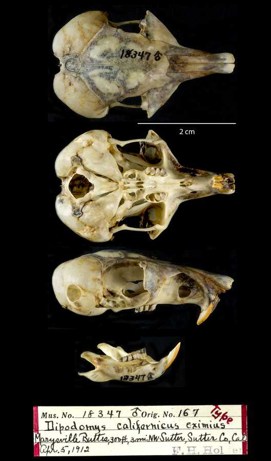 <p>Family Heteromyidae Dipodomys californicus (California Kangaroo Rat)</p>
