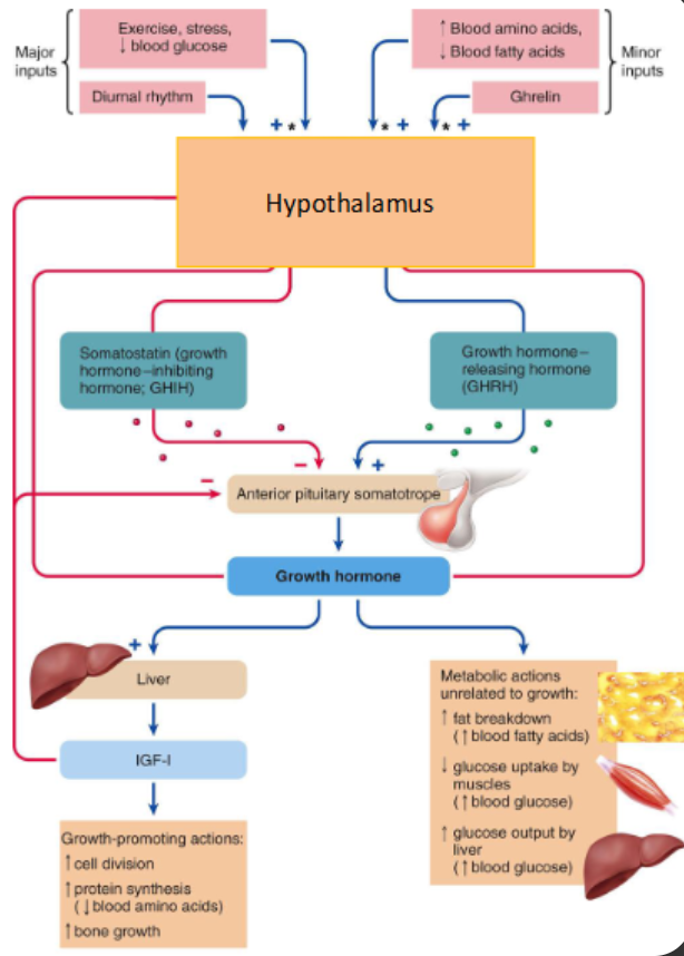 <p>Non-uniform regulation (growth spurts)</p><p>GHRH (Growth hormone- releasing hormone) regulates growth hormones</p><p>Somatostatin (Growth Hormone- Inhibiting Hormone (GHIH))</p><p></p><p>Ghrelin (hunger hormone)</p><p>Diurnal Rhythm (process that cycles every 24 hours) (external factors like light drive it)</p>