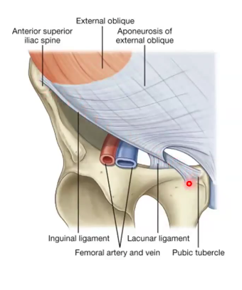 <ul><li><p>inquinal ligament</p><ul><li><p>aponeurosis of external oblique joins here</p></li></ul></li></ul><p></p>