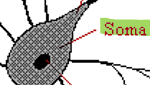 <p>Cell body (soma)</p><p>Grey matter</p>