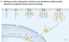 <p>- A signal transduction pathway that transfers the signal directly from the cell surface receptor to the nucleus. It is usually activated by cytokines that bind receptors associated with tyrosine kinases (referred to as JAKs). On receptor dimerization, JAKs phosphorylate themselves, the receptors, and another set of proteins called STATs, which then dimerize and translocate to the nucleus where they induce the expression of a series of genes.</p>