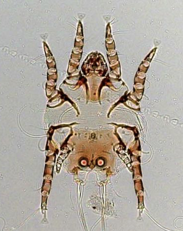 <ul><li><p>name</p></li><li><p>host (hint: LA or rabbits)</p></li><li><p>infection site</p></li><li><p>diseases transmitted</p></li></ul><p></p>