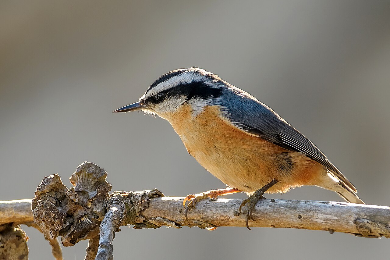 <p>Red-breasted Nuthatch</p>