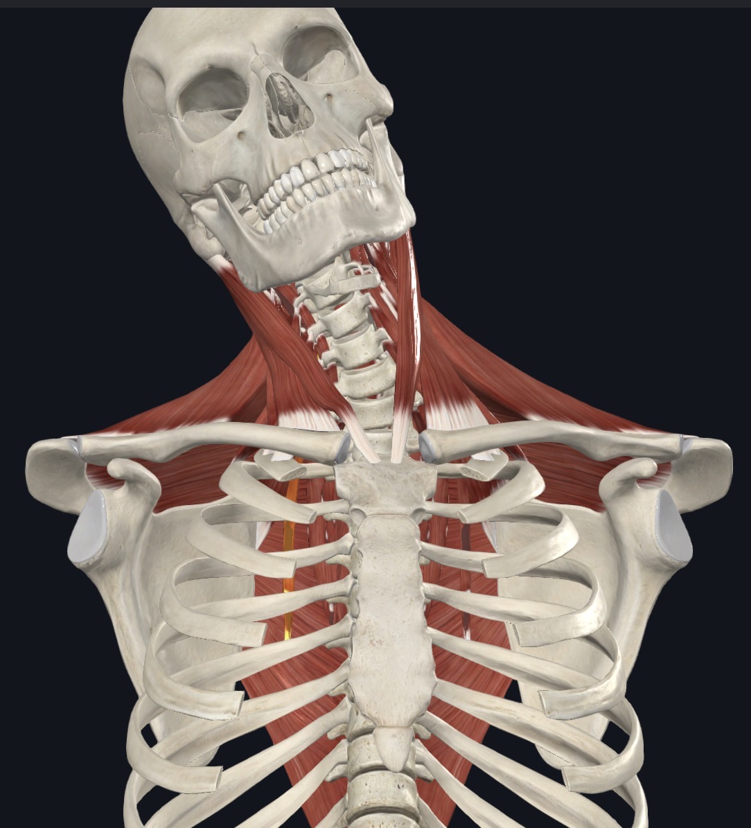 <p><strong>Unilateral:</strong> Ipsilateral lateral flexion &amp; Ipsilateral rotation</p><p><strong>Bilateral:</strong> Extension</p>