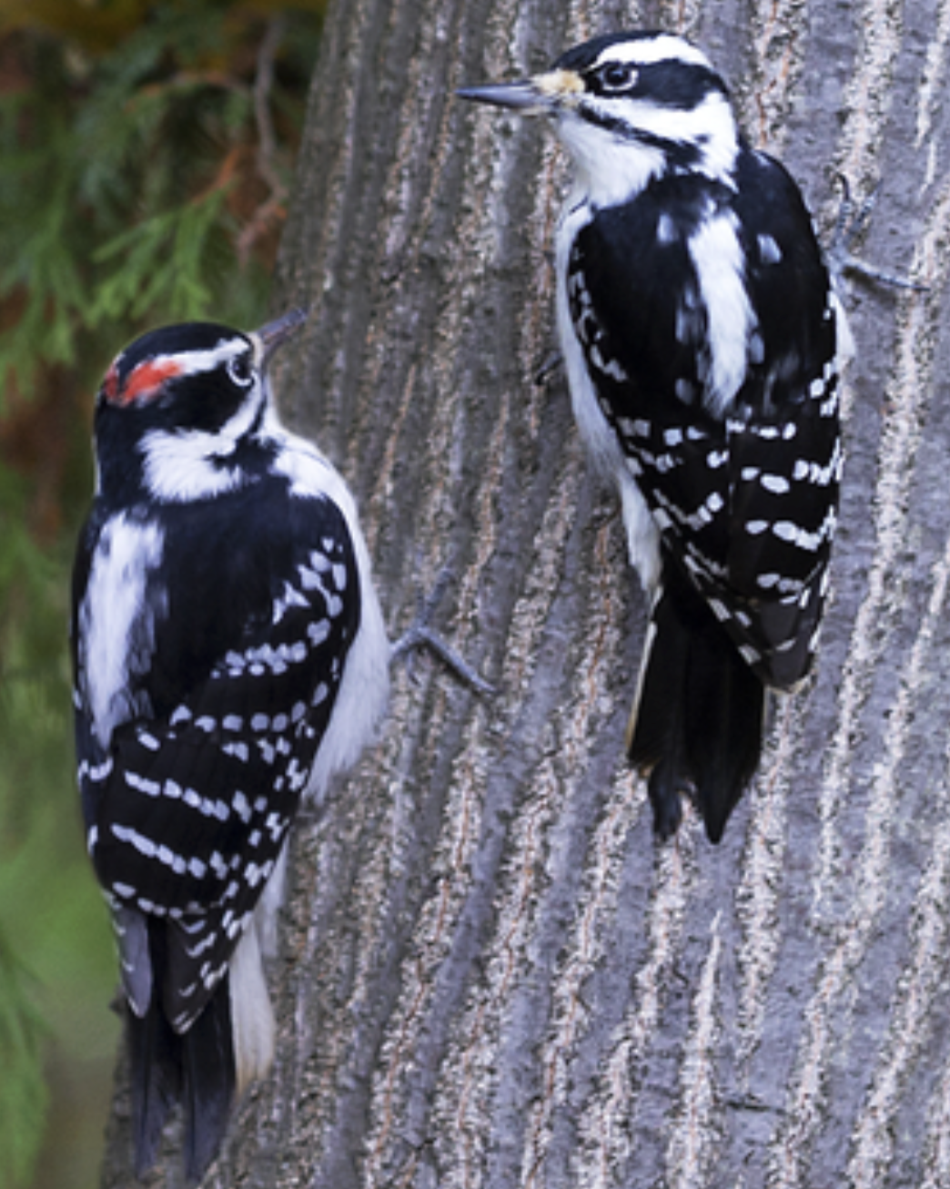 knowt flashcard image