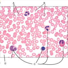 <p>A: red blood cells</p>