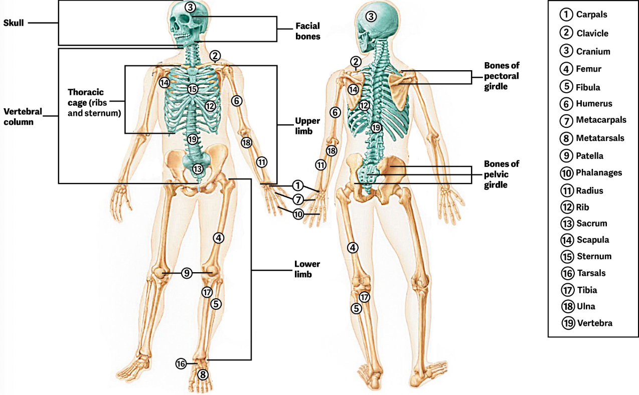 <p>Consists of the bones within the pectoral and pelvic girdles and attached limbs. </p><ul><li><p><span style="color: yellow;">The pectoral girdle</span> (shoulder) <span style="color: yellow;">and upper limbs</span> (arms) <span style="color: yellow;">are specialized for flexibility and increase range of motion, while the pelvic girdle and lower limbs are speciaLized for strength</span><span>. </span></p></li></ul><p></p>