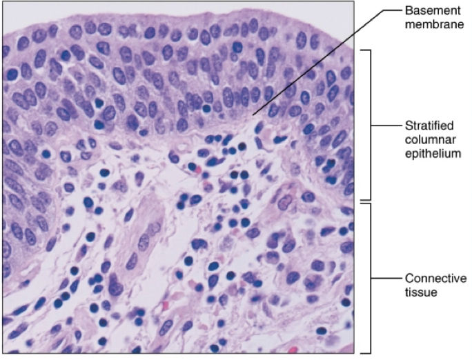 <ul><li><p>location: rare in body, usually in male urethra</p></li><li><p>function: protection, secretion</p></li></ul><p></p>
