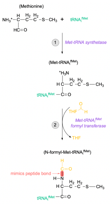 <p>AUG start codon after the SD signals for incorporation of formyl methionine (fMet) residue</p><ul><li><p>carried exclusively by the initiator tRNA (tRNA<sub>i</sub><sup>fMet</sup>), differing from internal methionines</p></li></ul><p>charging occurs in 2 distinct steps:</p><ol><li><p>first, tRNA<sub>i</sub><sup>fMet</sup> is charged with <strong>unmodified methionine</strong> by the regular Met-tRNA synthetase</p></li><li><p>Met-tRNA<sub>i</sub><sup>fMet</sup> formyl transferase will attach a formyl group to the N-terminal of the tRNA-bound Met</p></li></ol><p></p>