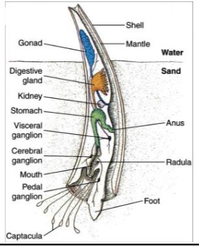 <p>like general mollusk but stretched vertically, conical shell, no heart and no gills, captacula for feeding</p>