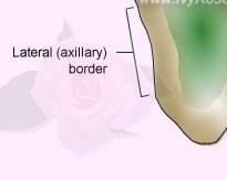 <p>Lateral/Axillary Border of Scapula </p>