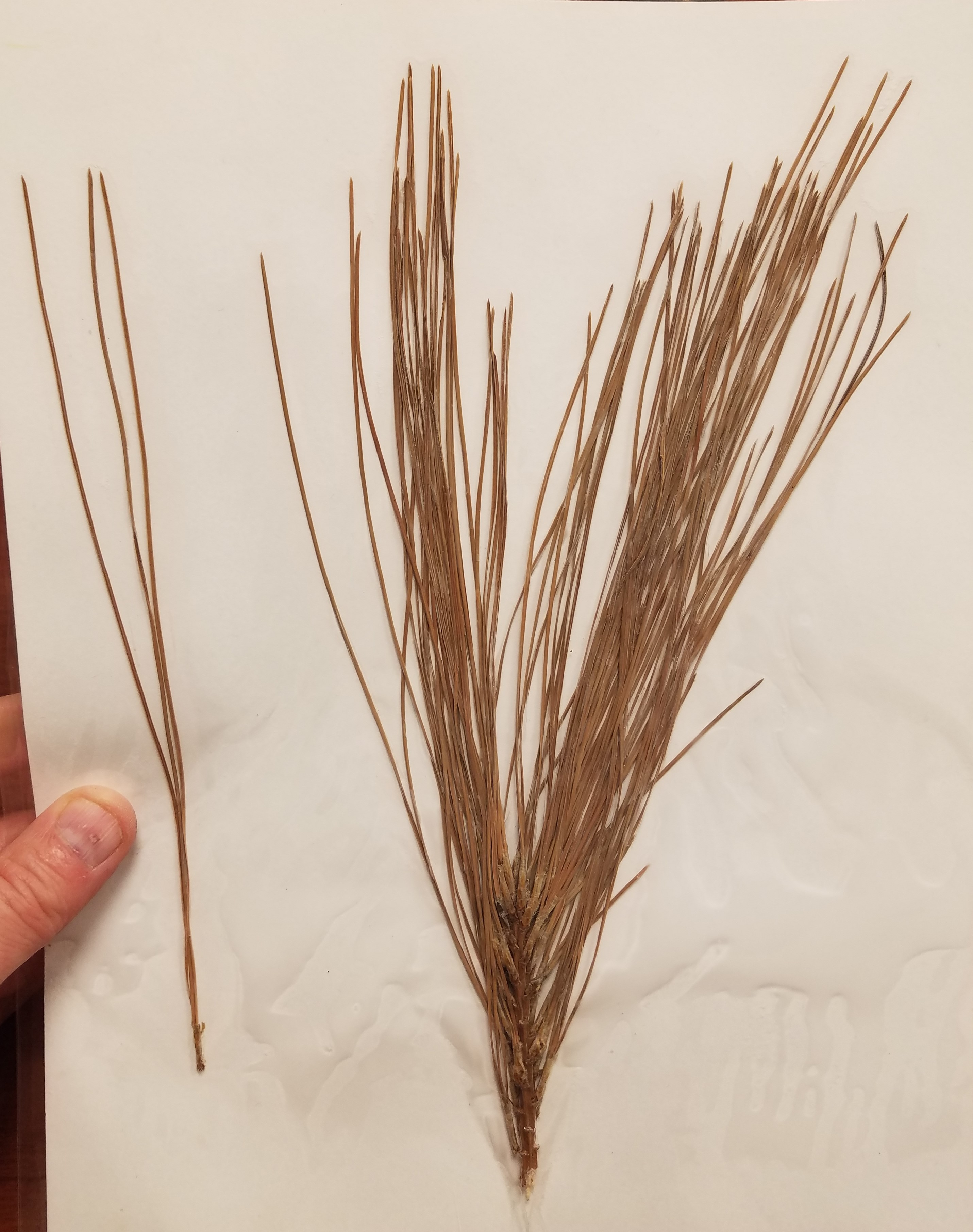<p>What is the scientific name?</p>