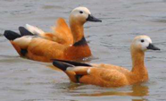<p>welk type gans is dit</p>