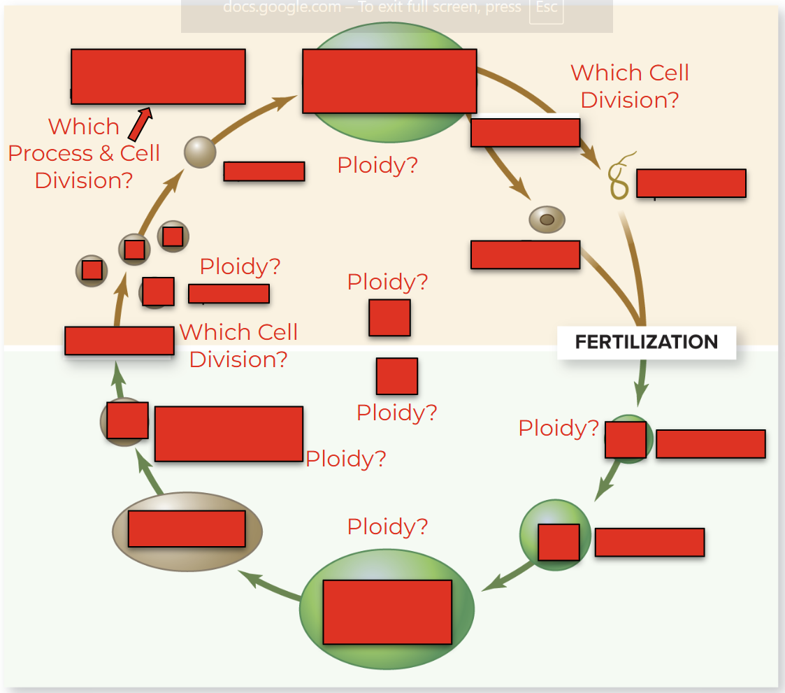 <p>Figure 29.2 - Fill in Missing Terms. Then Answer: What is this showing?</p>