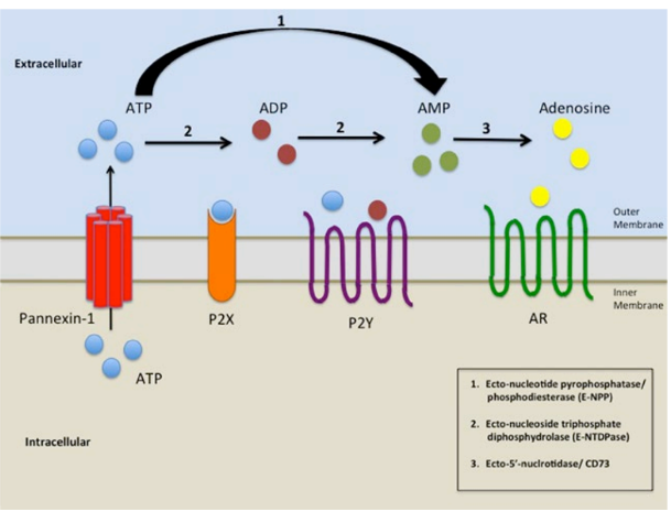 <p>true (all synaptic vesicles have ATP)</p><p>ATP is released via <u>pannexin channels</u></p><p>_</p><p>adenosine is released from <u>neurons & glia</u>, <strong>not </strong>from <u>vesicles</u></p><p>__</p><p>^^ purines activate specific Rs called <u>purinergic Rs</u>, where:</p><ul><li><p>ATP’s Rs are <u>channels (P2X)</u> & <u>GPCRs (P2Y)</u></p></li><li><p>adenosine’s Rs are <u>adenosine Rs / ARs</u></p></li></ul><p></p>