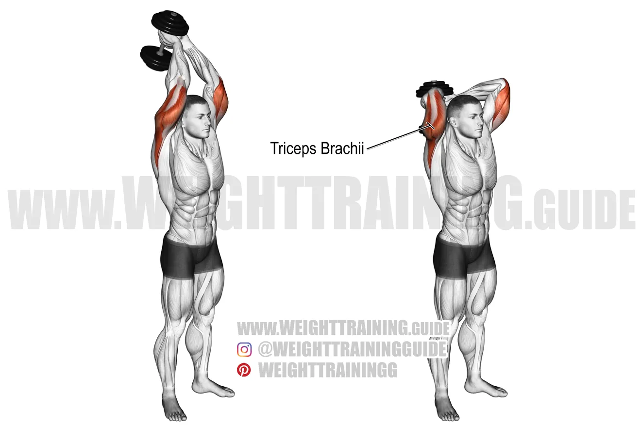 <p>Long head of triceps</p>
