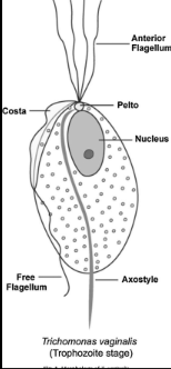 <p>What protozoa is this?</p>