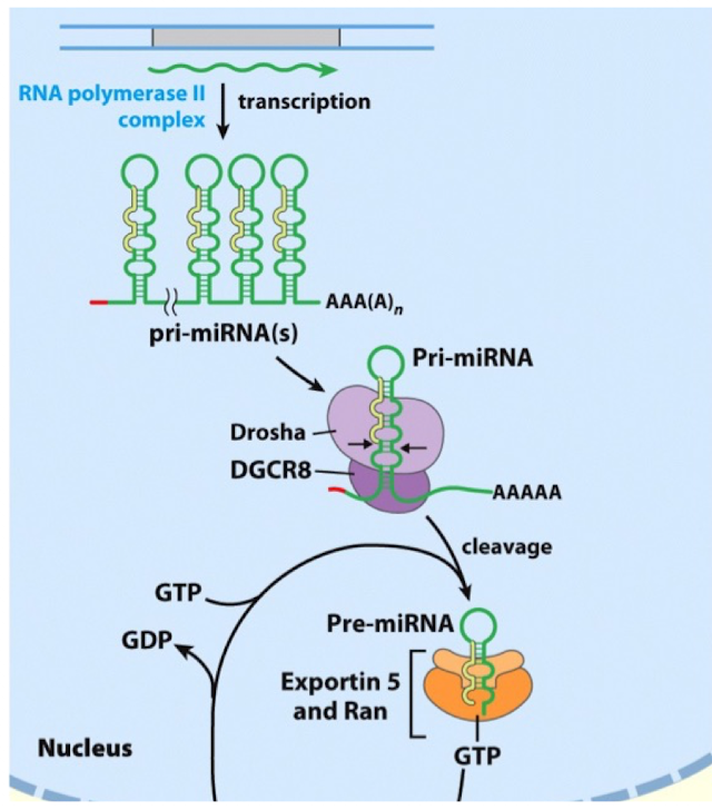 <p>Transcription</p><ul><li><p>miRNAs are transcribed by RNA Pol II and therefore contain a 5’cap and 3’ poly(A) tail</p></li><li><p>a miRNA can be transcribed from its own gene or be part of an intron of another gene</p></li><li><p>following transcription, the pri-miRNA will form a hairpin with a loop</p><ul><li><p>in some cases, multiple hairpins will be formed within one pri-miRNA</p></li></ul></li></ul><p></p>
