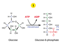 <p>hexokinase </p><p>(Note: step 1)</p>