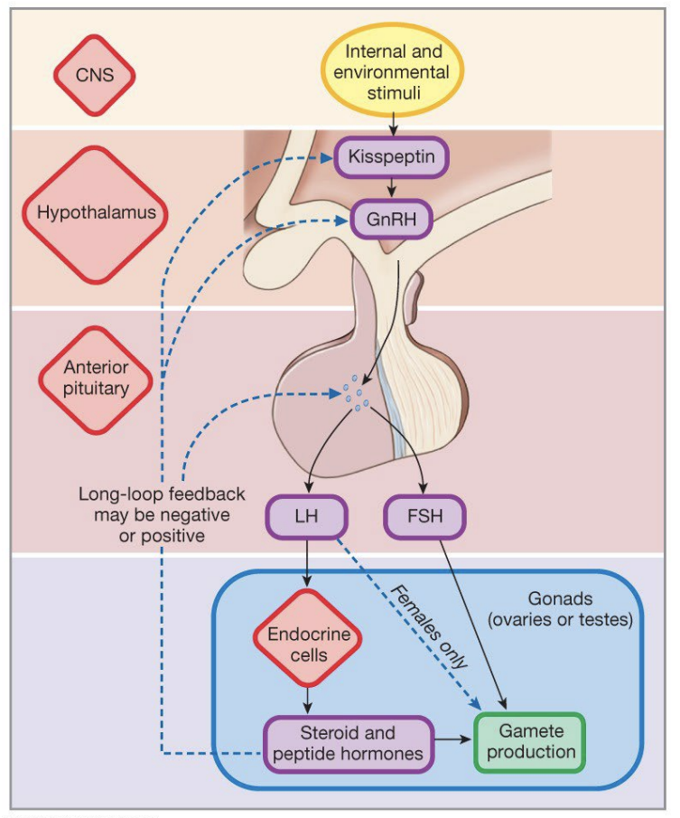 <ul><li><p>Major physiological function in both males and females</p><ul><li><p><strong>Development</strong> of <strong>primary</strong> and <strong>secondary</strong> <strong>sexual</strong> <strong>characteristics</strong></p></li><li><p><strong>Control</strong> of <strong>gametogenesis</strong> and <strong>reproduction</strong></p></li></ul></li><li><p></p></li></ul><p></p>