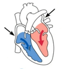 <ul><li><p>Ventricles remain in diastole</p></li><li><p>Atria contract</p></li><li><p>Blood is forced into the ventricles to complete ventricular filling</p></li></ul><p></p>
