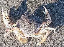<p>What is the name of the Ocellate Lady Crab?</p>