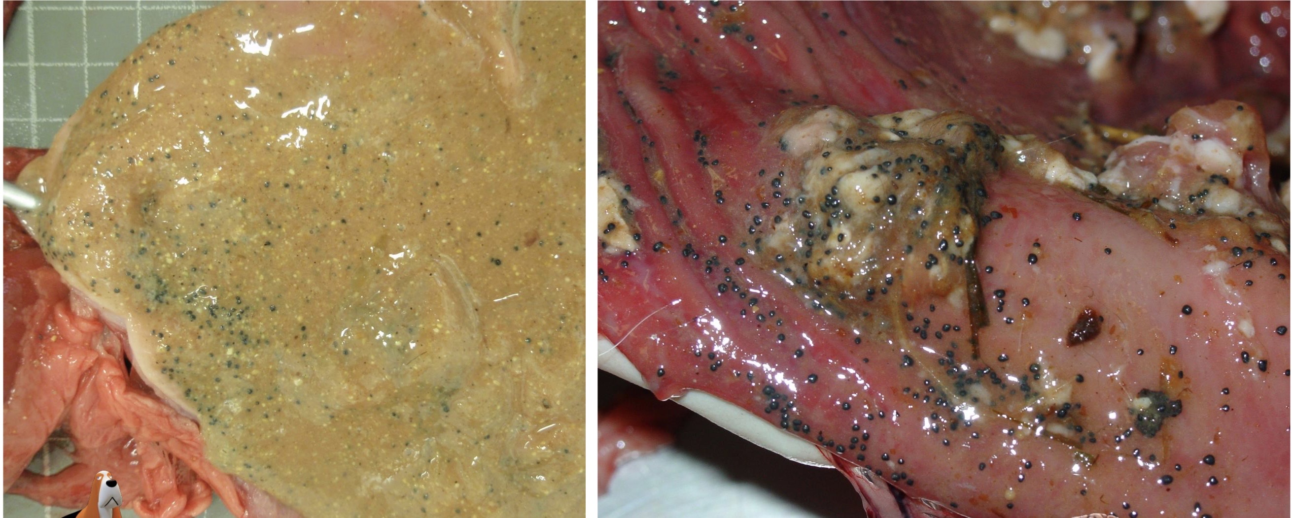 <p>PATOGENIA </p>