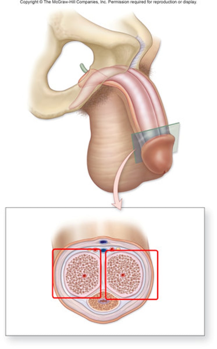 <p>two columns of erectile tissue found in the shaft of the penis</p>